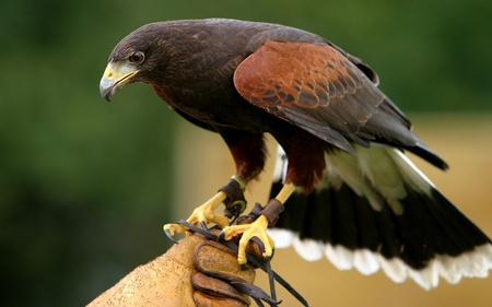 Thinking Bird (WDS) - eagle, bird, photography, widescreen, wds