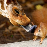 giraffe and squirrel with Love