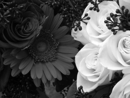 Roses - roses, abstract, black and white, photography