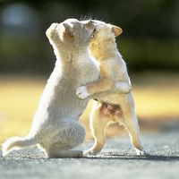 Dog Fight