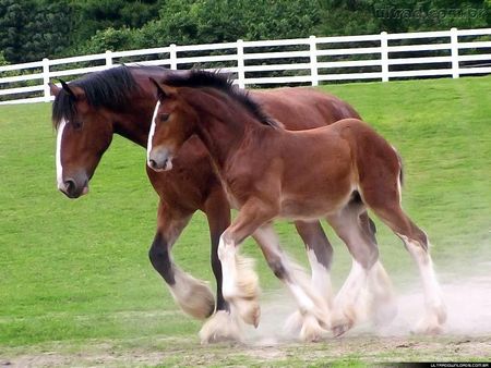 Horses - cavalos, animal, horses