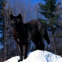 Black Wolf