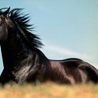 Black Stallion