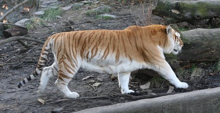 Golden Tiger - animal, golden tiger, tiger, tigre