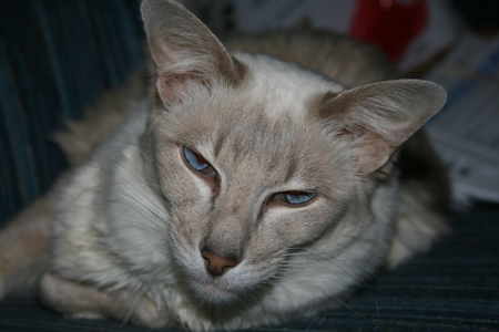 fawn pt balanese - siamese, kitty, balanese, cat