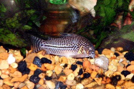 julli catfish - cory, tropical fish, catfish