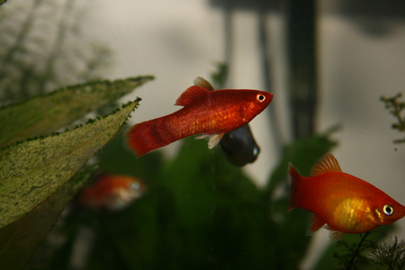 common platies - platies, tropical fish