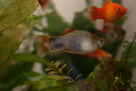 assorted platies - fish, platies, aquarium