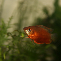 sunset gourami