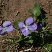 violets