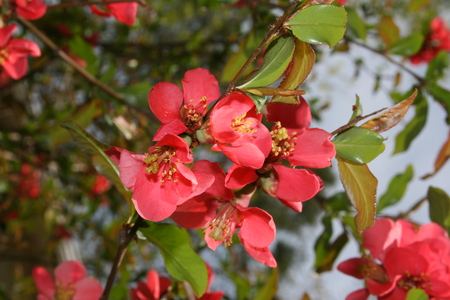 crab apple bloom - crab apple flowers, flowering shrubs