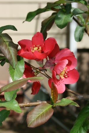 crab apple bloom2 - flowering shrubs, flowering trees