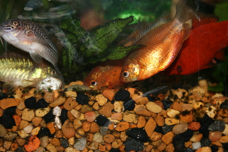 feeding time - fish, tropical fish, aquarium