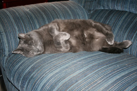 40 winks - grey cats, cats