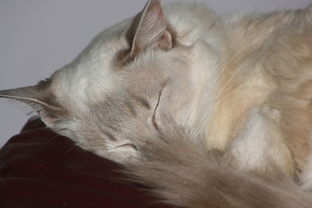 aren't I just adorable? - cat, siamese, balanese