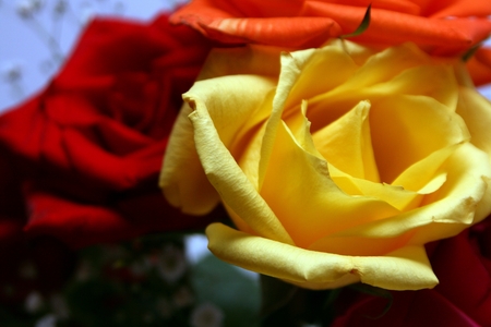 rose blooms - flowers, yellow roses, roses