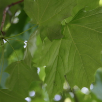 spring leaf