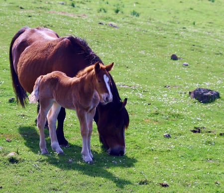 Horses - cavalo, animal, horse