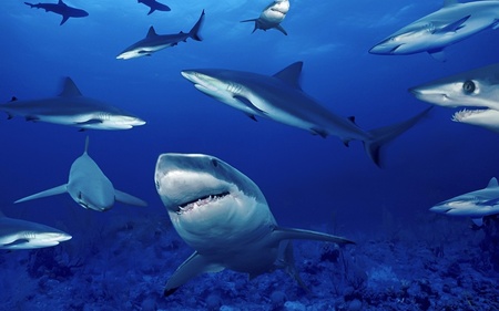 Shark Gathering (WDS) - sharks, gathering, photography, widescreen, shark, wds