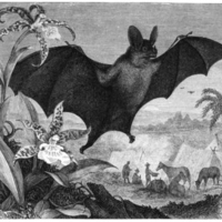 Drawing of a Vampire bat