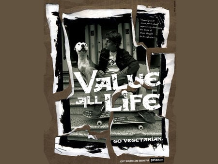 Value A Life - value a life, peta2, meat, people for the ethical treatment of animals, chicken, cows, peta, animal rights activism, fish, scott bourne