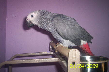 Congo African Grey Parrot  - this is a individual owned bird