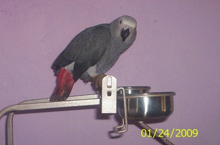 Congo African Grey Parrot  - individual owned