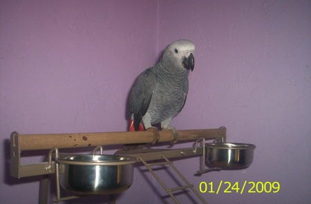 Congo African Grey Parrot 