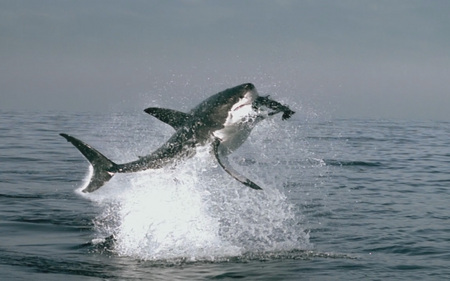 It's a Bird...It's a Plane...It's SHARK - shark, water, nature