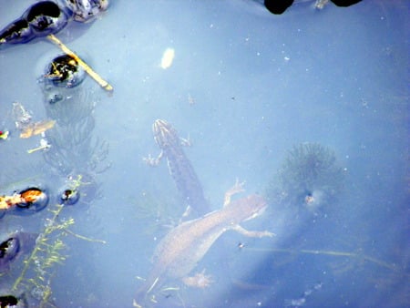 two newts in our garden pond. - newts, reflection, water-snails, water, plants, pond