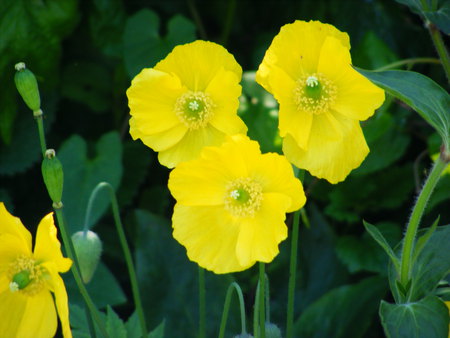  welsh poppies. - flowers, yellow, green-leaves, seedheads, welsh