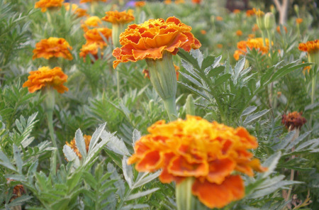 Marigold - nature, flowers