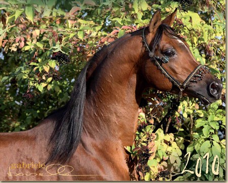 Chestnut Arabian Close Up - chestnut, arabian, horses, animals