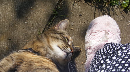 Me and my cat! - tabby, slipper, fur, tatty, cat, pink, smiles, relaxed