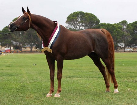 Dark Sorrel Arabian - arabian, horses, sorrel, dark sorrel, animals