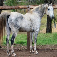 Dapple Grey Arabian