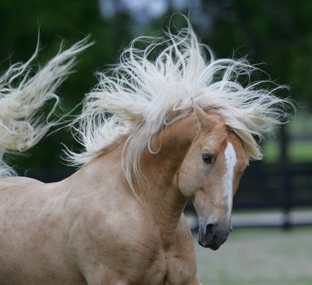 Palomino Andalusian Close Up - horses, spanish, animals, palomino, andalusian