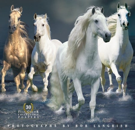 Dream Horses - andalusians, horses, arabians, dream, animals