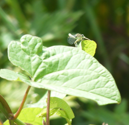 Here's looking at you - insect, green, leaf, bug