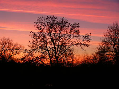 beautiful sunset - sky, tree, field, sunset