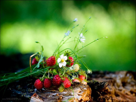 forest secret - strawberry, forest, flower, wild