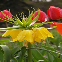 yellow bells