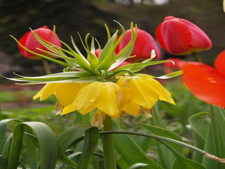 yellow bells - bells, garden, yellow, flower