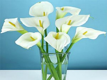 Callalilys. jpg - boquet, white, romanctic, lilys