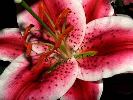 Lily . jpg - spots, upclose, lily, red