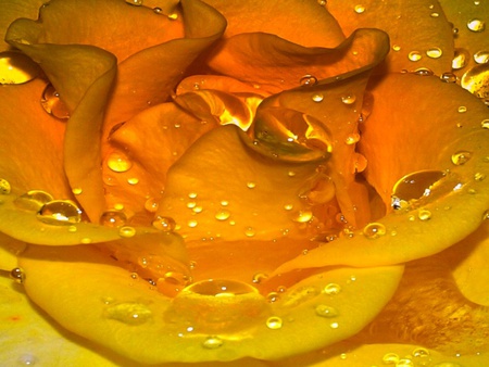 Glowing Love. jgp - glow, yellow, rose, dewdrops, love