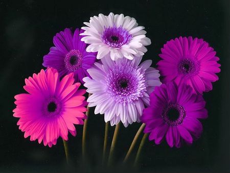 Summer Flowerz. jpg - white, purple, daisys, pink