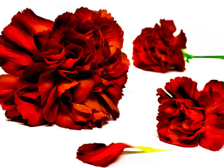 Spicy  Carnations. jpg - flowers, carnations, petals, red