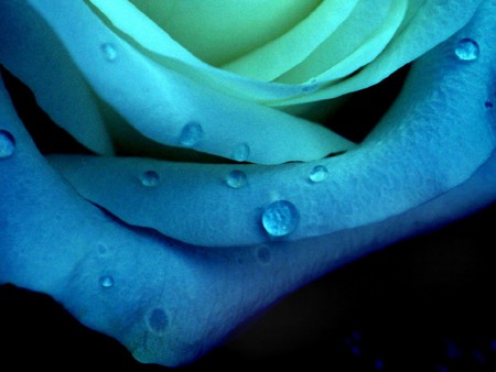 BLU  Tear. jpg - dewdrops, tears, blue, ruffly, rose