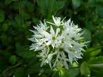 wild garlic